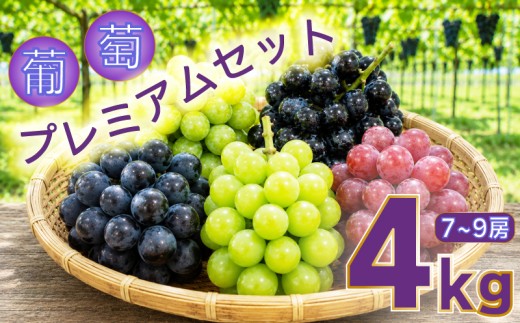 【2026年8月から発送】【先行予約】 2026年発送 旬のぶどう食べ比べプレミアムセット シャインマスカット 巨峰 ベリーA べりーa 翠峰 クイーンニーナ ぶどう 容量 お試し 旬 果物 新鮮産直 果物 くだもの フルーツ 産地直送 ご家庭 家庭用 贈答 人気 ギフト 贈答 福岡県 福岡 川崎町