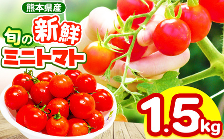 玉名市産 旬の新鮮ミニトマト 1500g | 野菜 ミニトマト とまと 熊本県 玉名市
