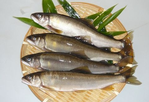 
                  080299【一級河川・江の川の恵み・島根県産】天然鮎約800ｇ
                