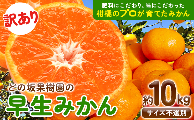 訳あり 早生 みかん 10kg ( サイズ 不選別 ) どの坂果樹園《12月上旬-1月末頃出荷》和歌山県 日高川町 みかん ご家庭用 訳あり 早生 みかん サイズ 不選別 おまかせ 10kg 旬 柑橘 10キロ 果物 規格外 わけあり 人気 訳ありみかん