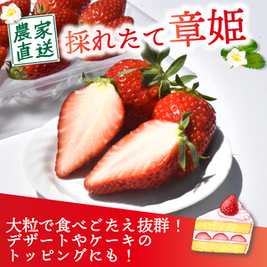 【1月中旬から3月中旬発送】 いちご 章姫 480g  ( 特大粒 )  いちご 苺 イチゴ 果物 フルーツ 箱入り 完熟 真っ赤 おいしい 甘い 評判 農家直送 産地直送 鮮度 抜群 好評 人気 ハ