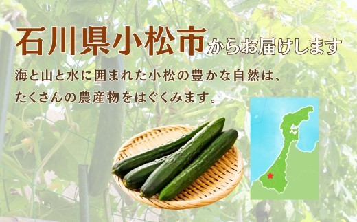 きゅうり 2kg (20本以上) きゅうり 野菜 | 石川県 小松市 JAあぐり