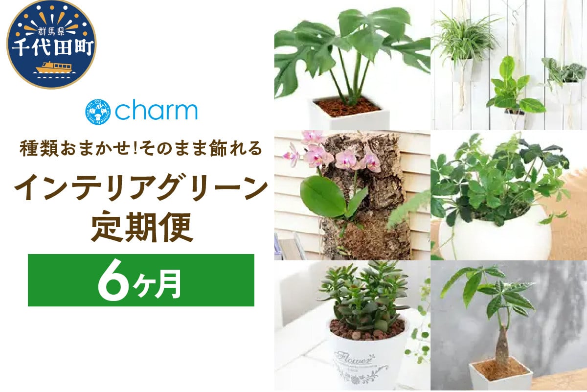 
            植物専門店が選ぶ「そのまま飾れるインテリアグリーン定期便」6カ月 インテリア おしゃれ 送料無料 株式会社チャーム
          