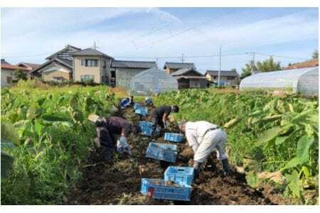 五泉産【訳アリ】大玉さといも（2L以上）5kg 〈10月下旬以降順次発送〉有限会社ファームみなみの郷