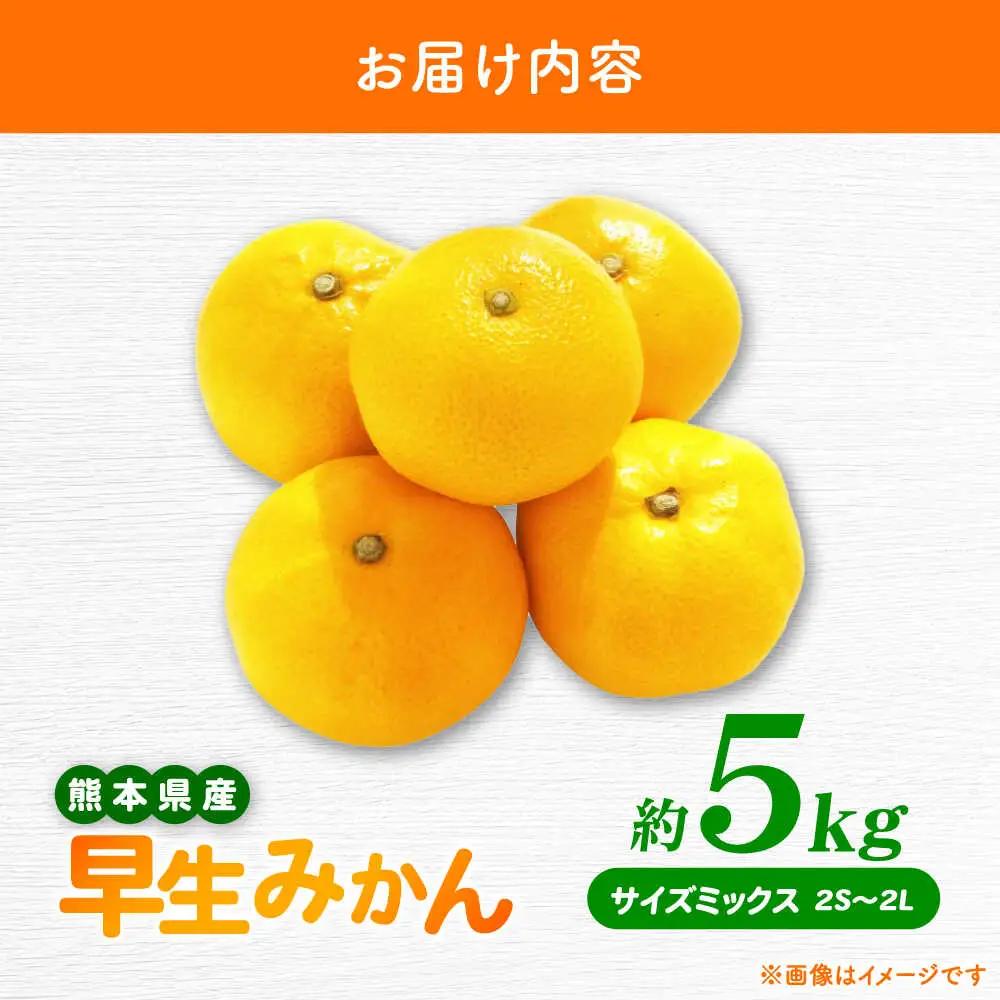 【先行予約】 早生みかん 2S-2L 約5kg みかん 蜜柑 柑橘 フルーツ 果物 【日本フルーツ株式会社】[ZFJ057]