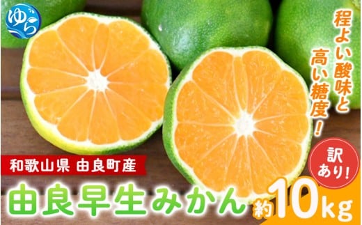 【2026年秋・先行予約】訳あり 由良早生 みかん 約10kg / 和歌山  わけあり キズ 家庭用 サイズ混合 由良 ※2026年10月上旬～10月下旬頃に順次発送【sml136】