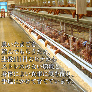 産地直送 卵 40個 セレブの気持ち たまご | タマゴ 玉子 115M
