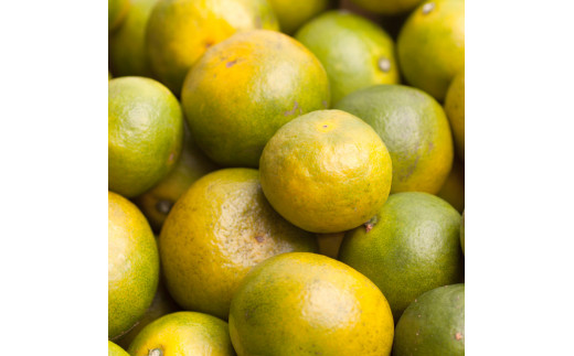 【先行予約】家庭用有田みかんサイズ混合(2S～2L)2.5kg+250g 10月より発送(極早生)【YN26・ゆら早生】【わけあり】※北海道・沖縄・離島への配送不可 / みかん くだもの 果物 フルー