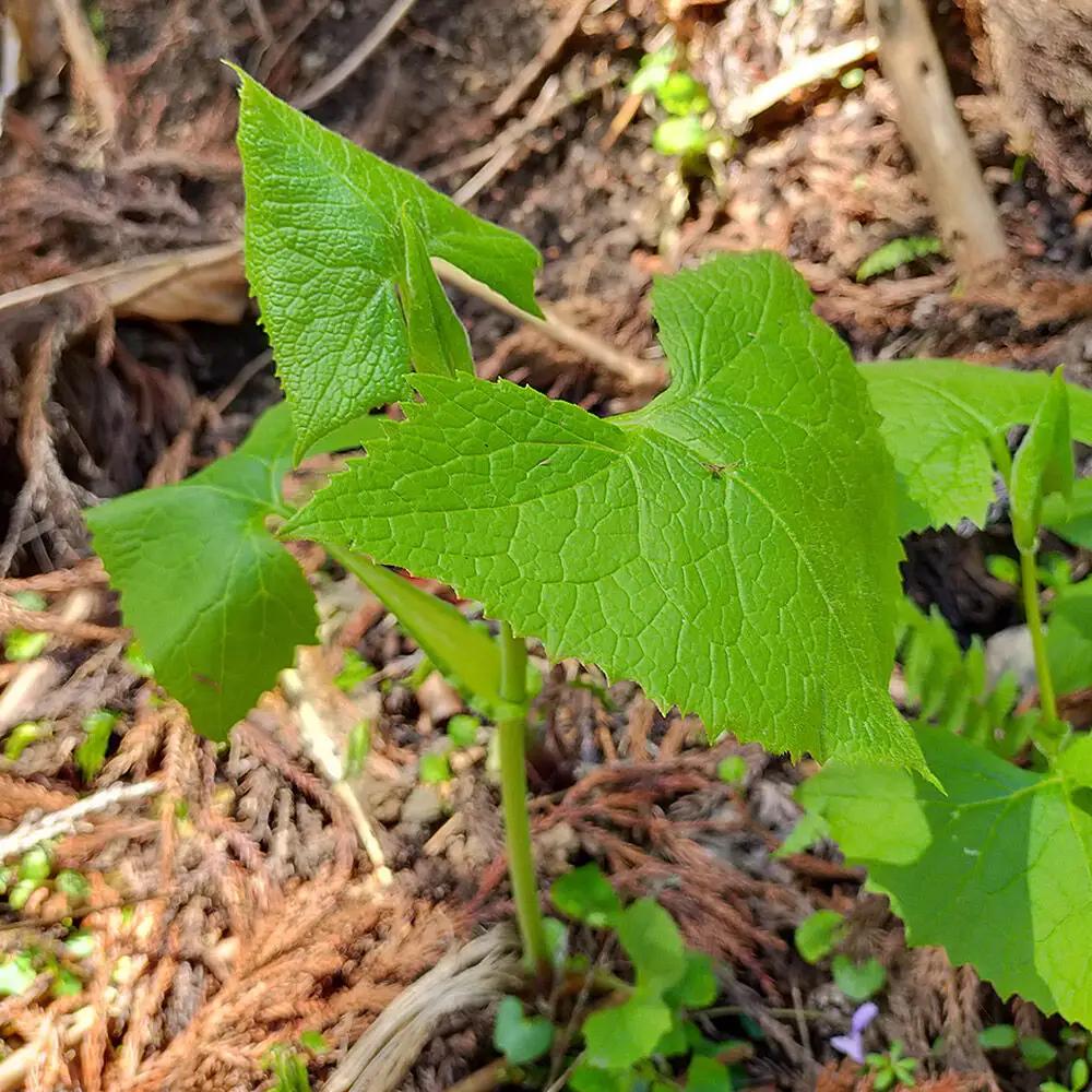 【先行受付】青森県十和田市産 山菜セット（2～5種類 種類おまかせ）1箱