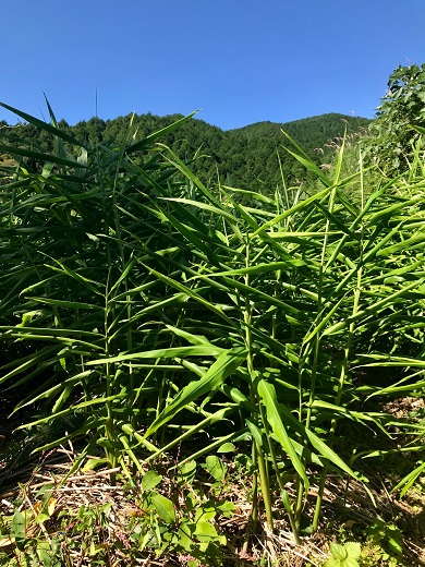 【先行受付】自然農 ひね生姜１kg（自然のままの土付き）親生姜 皮まで食べられる 甘酢漬け ガリ ショウガ【R00218】