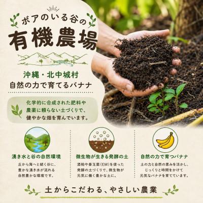ふるさと納税 北中城村 【2026年5月下旬より順次発送・JAS認証】有機栽培アップルバナナ3kg(22〜28本) |  | 01