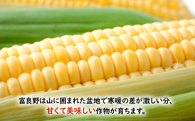 【2026年夏発送】 とうもろこし 食べ比べ 富良野産とうもろ