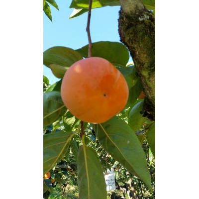 ふるさと納税 橋本市 国城観光農園の富有柿9個入り(2Lサイズ) |  | 01