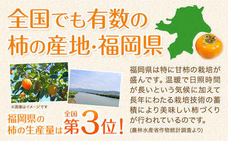 秋王 約1.7kg《11月上旬-11月末頃出荷》福岡県 鞍手郡 小竹町 柿 かき カキ 種なし 種無し 福岡県産 果物 くだもの フルーツ