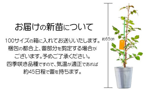 花巻温泉バラ園 オリジナル品種「花巻おとめ80」　新苗　<2025年6月より随時発送> 【2000】