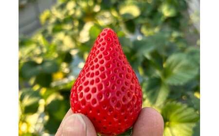 【いちご】3ヶ月定期便 やよいひめ いちご 800g×3回 群馬県 前橋市