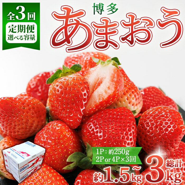 【ふるさと納税】＜容量を選べる・全3回定期便・先行予約受付中！2026年2月上旬〜2026年4月下旬に順次発送予定＞ 博多あまおう (総計約1.5kg〜3kg) いちご 苺 フルーツ 果物 くだもの 家庭用 冷蔵 定期便 ＜離島配送不可＞【ksg1742・ksg1743】【農産物直売所ほたるの里】