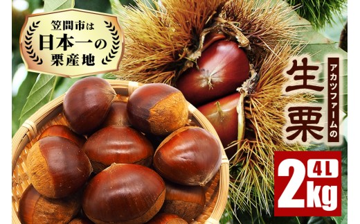 生栗 2kg 超特大 4Lサイズ 栗 くり 国産 国産栗 和栗 ギフト プレゼント 大きい 大粒 秋 旬 おやつ スイーツ 果物 フルーツ 焼き栗 栗ご飯 栗きんとん 栗おこわ アカツファーム マロン 笠間 栗生産量 日本一 いばらき