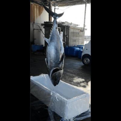 ふるさと納税 長門市 油谷産養殖本マグロ　赤身柵　約300g(1095) |  | 03