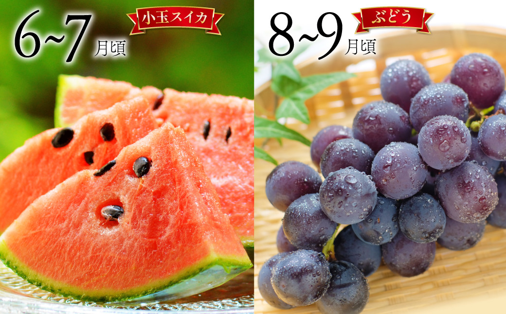 フルーツ定期便