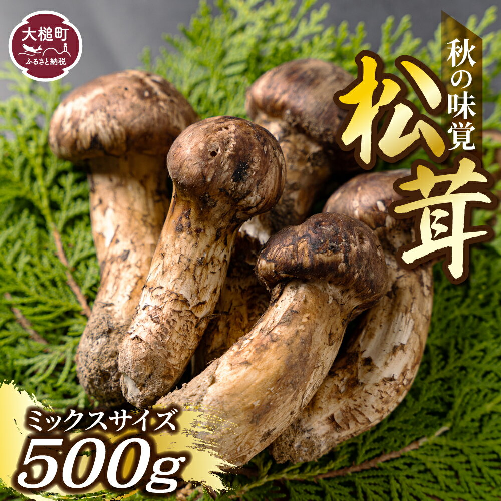 【ふるさと納税】【先行予約｜令和8年10月より発送】松茸 500g 岩手 県 産 国産 まつたけ マツタケ 期間限定 ふるさと納税松茸 ミックス サイズ 岩手県大槌町 土瓶 蒸し 天然 季節限定 産地直送 希少 採れたて 山の幸 きのこ MOMIJI 送料無料 いわて