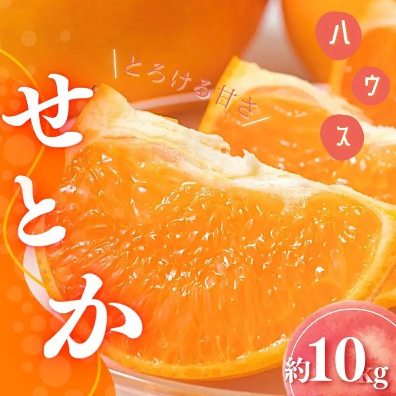 せとか 橋本農園のハウスせとか 10kg【mht002】