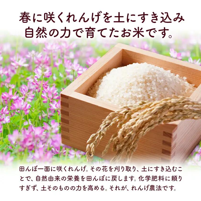 熊本県菊池市産のれんげ米 10kg 《30日以内に出荷予定(土日祝除く)》 精米方法 玄米 お米 レンゲ米 熊本県産 九州産 送料無料