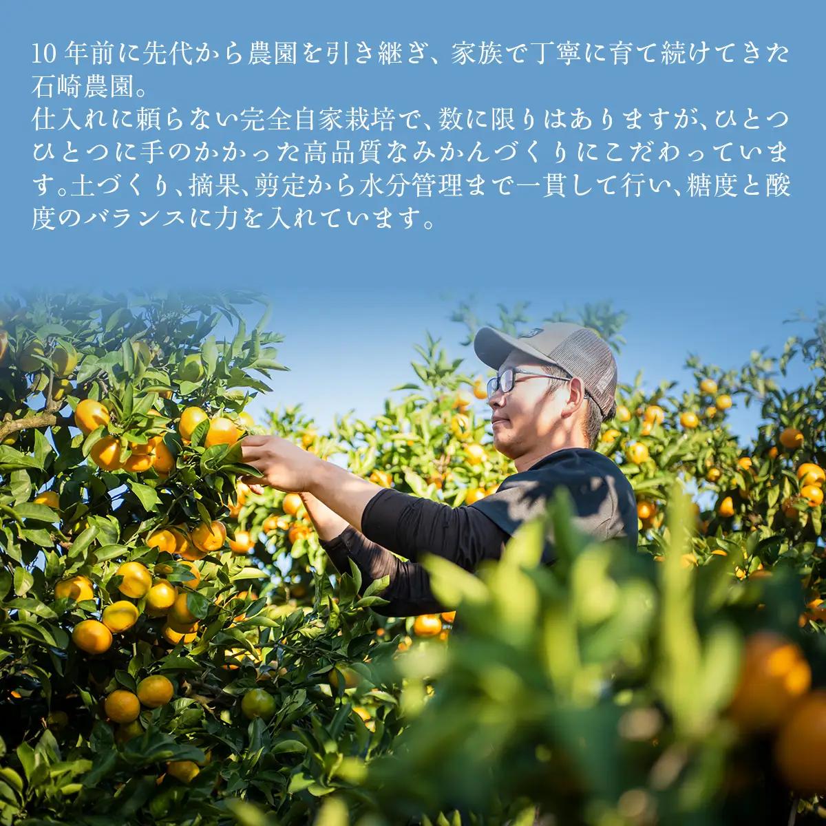 【先行予約】せとか5kg ※離島への配送不可 （2027年2月10日より順次発送予定） IKTAG004