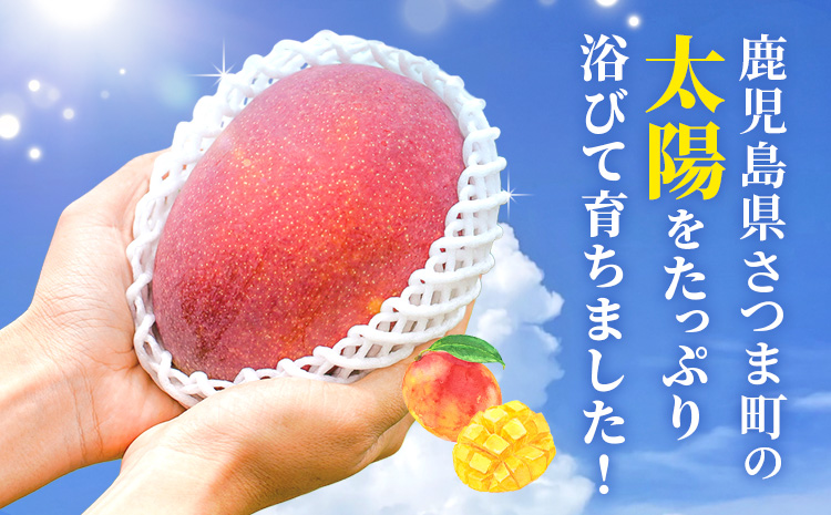 鹿児島県産 完熟マンゴー 化粧箱入り 約1kg 祝迫果樹園《6月中旬-7月中旬頃出荷》鹿児島県 さつま町 マンゴー 果実 果物 くだもの フルーツ 果肉 果汁 高級 ご褒美 贅沢 グルメ---stm-