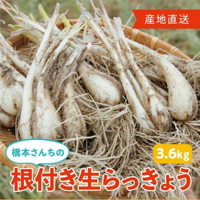 ふるさと納税 鳥取市 橋本さんちの根付き生らっきょう 3.6kg