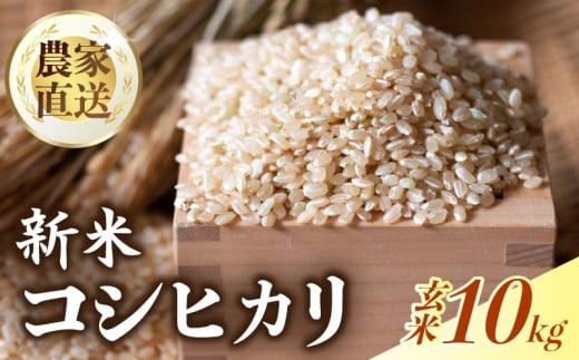 【新米 玄米 10㎏】 【数量限定】 令和7年度 コシヒカリ 玄米 10㎏  順次発送 出荷開始 超早場米 米 コメ お米 精米 早場米 新米 ご飯 おにぎり こめ 白米 高知県 南国市