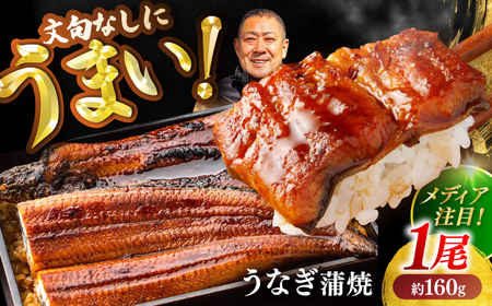 高知県産 うなぎ 長蒲焼1尾 約160g×1 (1〜2人前)/ 鰻 ウナギ 土用丑の日 高知産 うなぎ 【土佐黒潮水産】[ATCQ011]