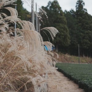 【12袋セット】世界農業遺産に認められたリーフティーバッグ | Apoptosis Day 6771