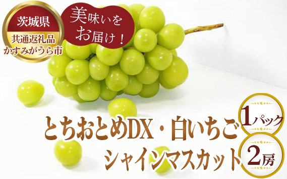 【先行予約】とちおとめDX1パックと白いちご1パックとシャインマスカット2房【茨城県共通返礼品 かすみがうら市】