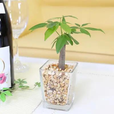 【観葉植物】土を使わないで清潔なミニ観葉植物 ゼオライト植え・ガラス鉢 スクエア形 2鉢セット（パキラ）【観葉植物 インテリア 部屋 おしゃれ 福岡県 筑前町 送料無料 AG049VC01】