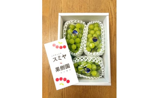 シャインマスカット　３房　合計１.８ｋｇ　特秀品・化粧箱入り　0047-2510