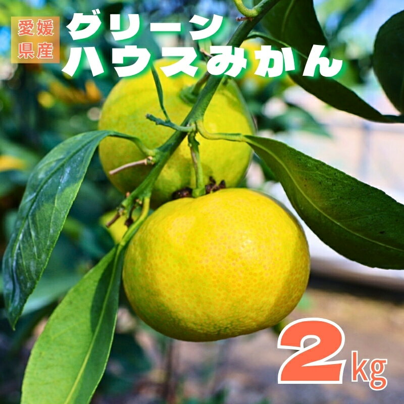 【ふるさと納税】みかん 愛媛 グリーンハウスみかん 温室みかん 2kg 【8月上旬から順次発送】 夏 数量限定 柑橘 フルーツ 伊予市｜B441