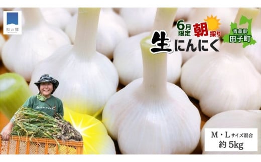 令和7年産朝採り直送！田子（たっこ）生にんにく約5kg（青森県田子町産にんにくM～Lサイズ混合）