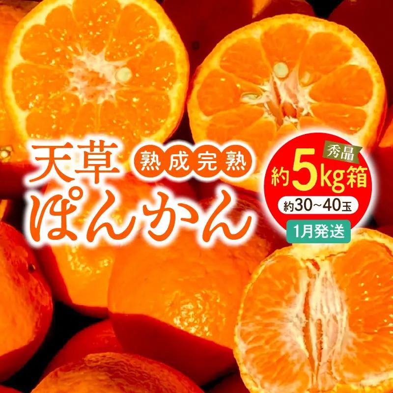 S117-005_香りを食す！熟成完熟天草ぽんかん 1月発送 約5kg箱 秀品〈先行受付〉