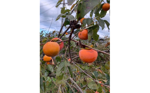 
富有柿　7kg　家庭用　（S～４Lサイズ）
