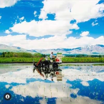 ふるさと納税 五泉市 令和6年　新潟県五泉市四ヶ村産　食べ比べセットコシヒカリ5kg・新之助5kg　計10kg |  | 03