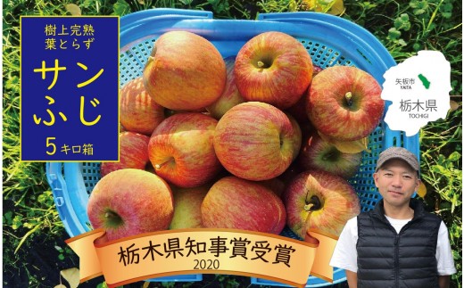 樹上完熟・葉とらず・りんご [ サンふじ ] 5kg  | りんご 果物 フルーツ サンふじ 産地直送 栃木県産