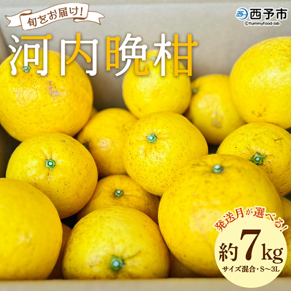 【ふるさと納税】＜【発送月が選べる】旬をお届け！河内晩柑 約7kg＞ みかん ミカン 蜜柑 果物 柑橘類 果実 オレンジ フルーツ かわちばんかん カワチバンカン 15～20個前後 特産品 明浜産 二ノ宮商事 愛媛県 西予市【常温】『2026年4月～6月から出荷月をお選びください』