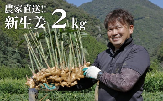 【先行予約・2025年11月】新生姜 2kg　高知 生姜 しょうが 農家直送 期間限定 新ショウガ 旬 秋の新しょうが