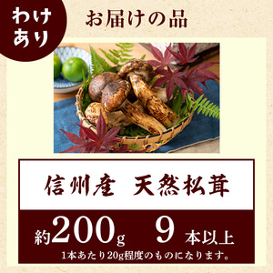 松茸 訳あり 数量限定 信州産 天然 約200g前後 松茸 