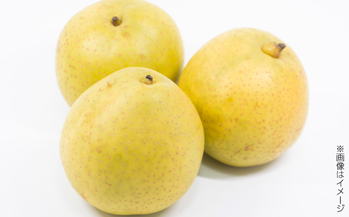 【先行予約】 川渕果樹園 八達梨 約2kg 家庭用 〈2025年10月～発送〉 / 梨 なし ナシ 果物 フルーツ デザート 秋 甘い ジューシー 【株式会社Dorago】 [ATAM060]