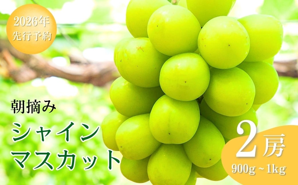 
            【2026年先行予約】シャインマスカット 朝摘み 約900g ~ 1kg（2房） 葡萄 ブドウ 白ぶどう 朝採り 種無し 種なし 皮ごと 千曲市 長野県 信州
          