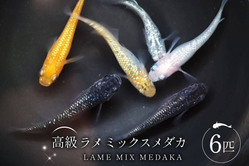 
            メダカ 高級ラメミックスメダカ 6匹 [ひので屋 山梨県 中央市 21470968] メダカ めだか 生体 medaka アクアリウム 販売 ミックスメダカ 熱帯魚 メダカ生体 高級
          