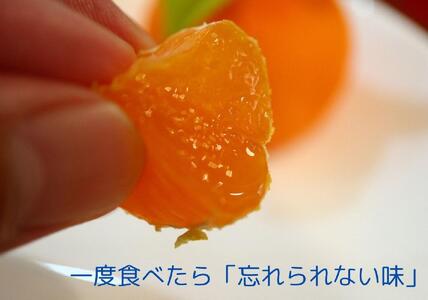 小原紅早生みかん（露地）約3.0kg