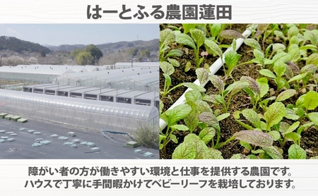 手摘み ミックスベビーリーフ 50g 10袋 ベビーリーフ 野菜 ヤサイ 旬の野菜 葉物野菜 生野菜 ハーブ 緑 彩り 柔らかい 手軽 サラダ サンドイッチ トッピング アクセント はーとふる農園 国